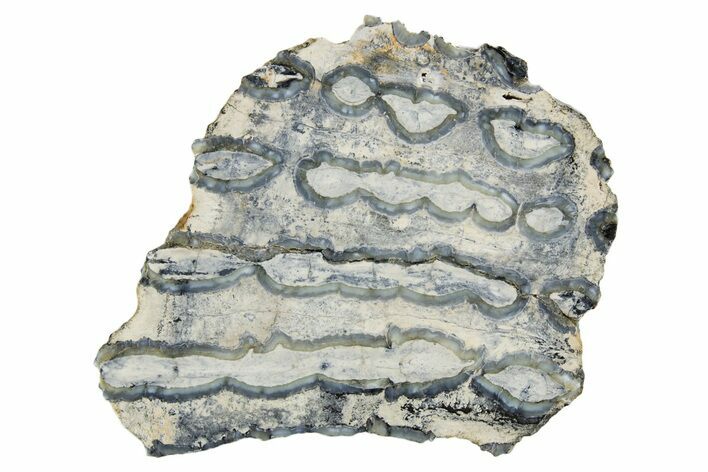 Polished Mammoth Molar Section - South Carolina #335417